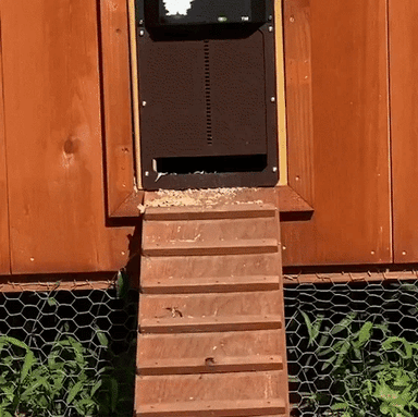 Automatic Chicken Coop Door - PlanetShopper